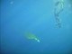 Thumbs/tn_watermanta 2.jpg